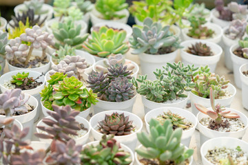 Succulent  ornamental plants are colorful because they are tiny.