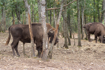 European bison walking in a natural reserve between trees in Spain, where he is raised.