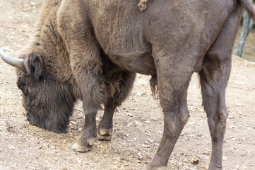 Close-up of european bison eating corn raised in freedom in Spain.