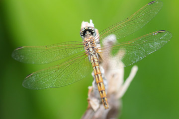dragonfly on leaf