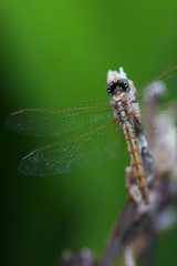 caterpillar on leaf
