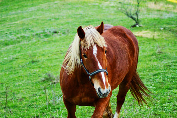 A brown horse with a white mane running on a green meadow