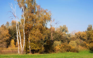 Autumn in the nature