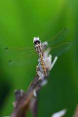 dragonfly on leaf