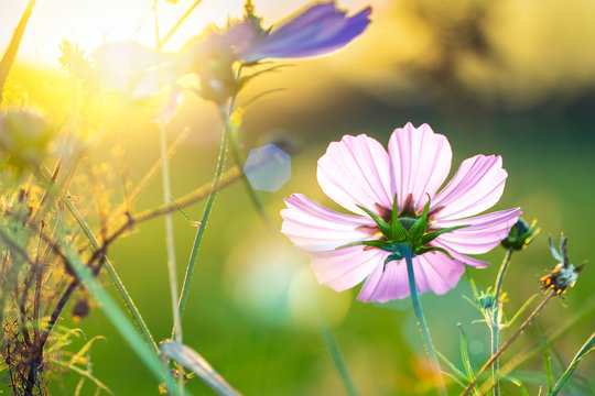 Cosmos Bipinnatus - das Schmuckk&ouml;rbchen, im herbstlichen Abendlicht