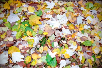 Autumn leaves on the grass. Yellow leaves. Autumn.