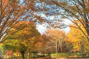  Japan autumn , Beautiful autumn leaves of Obuse park ,Nagano Prefecture,Japan.
