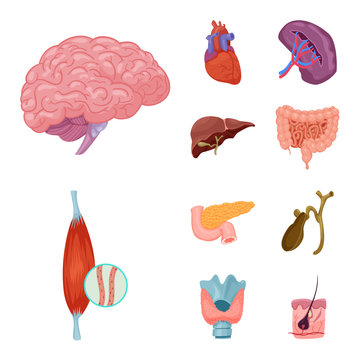 Vector illustration of body and human logo. Set of body and medical stock vector illustration.