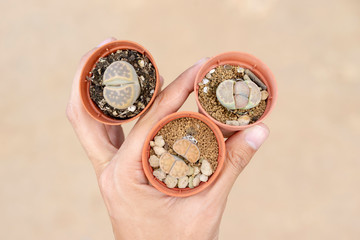 Male hands holding a Lithop tree. A tree similar to a rock
