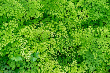 Obraz premium A small leaf resembling a forest.