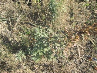 the texture of the leaves of the trees