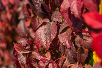 Beautiful red autumn leaves of wild grapes.	