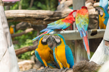 鳥・インコ・オウム・カラフル・コンゴウインコ