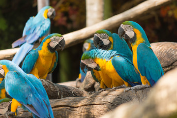 鳥・インコ・オウム・カラフル・コンゴウインコ