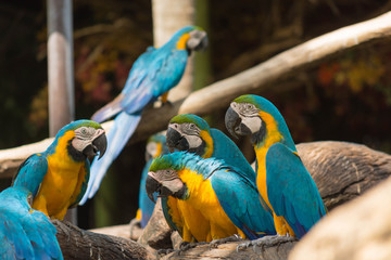 鳥・インコ・オウム・カラフル・コンゴウインコ
