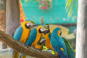 鳥・インコ・オウム・カラフル・コンゴウインコ