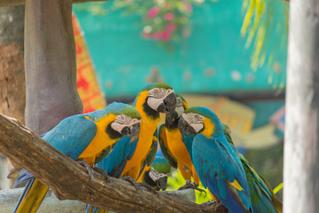 鳥・インコ・オウム・カラフル・コンゴウインコ