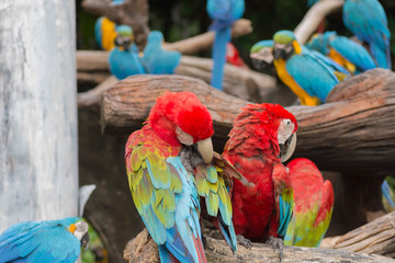 鳥・インコ・オウム・カラフル・コンゴウインコ