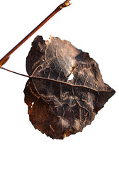 black autumn leaf on white background