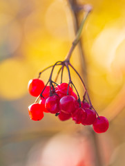viburnum berries on a branch