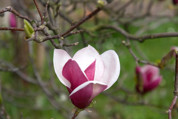 magnolia