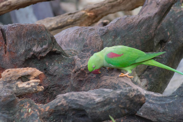 鳥・インコ・オウム・カラフル・コンゴウインコ