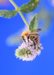 Hummel auf einer Lavendelblüte