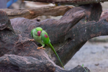鳥・インコ・オウム・カラフル・コンゴウインコ