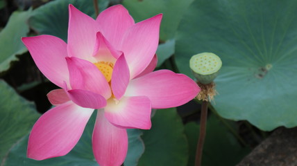 Lotus from Bali 