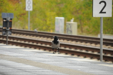 Nebelkr&auml;he auf einem Bahnsteig 