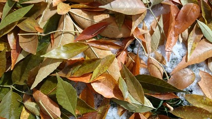 Colorful autumn leaves. Natural background