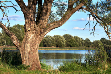 Russian landscape with an old tree growing on the lake shore in warm summer evening