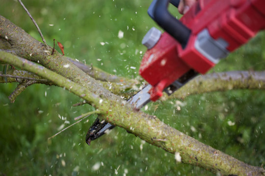 cutting trees, cutting with a saw