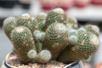 Close up Mammillaria carmenae on pot.