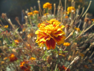 beautiful wild flowers