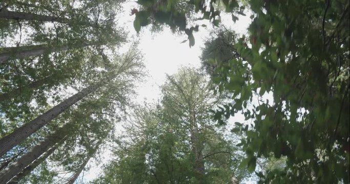 Humboldt Redwoods gimbal walk looking up through leaves, shot in 10 bit C4K