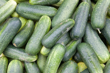 cucumber