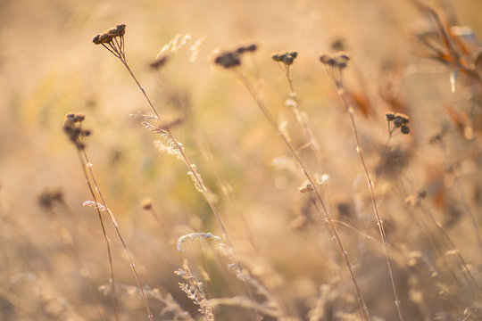 Soft image of grass and plants in field for wallpaper. Concept of background nature photo.