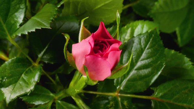 Time lapse of rose with pink petals growing blossom from bud to big flower on green leaves background
