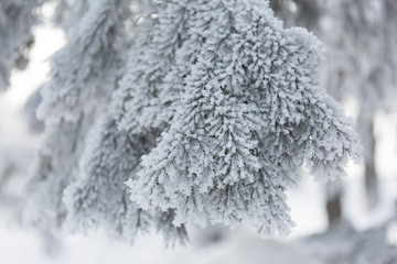 Winter frost branches snow and ice covered. Winter background.