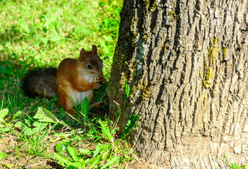 Белка есть орешек в парке около дерева