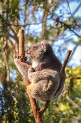 Koala up in the tree, Australia