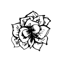 flower sketche of black color. Drawing vector graphics with floral pattern for design.