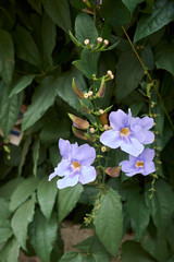 Thunbergia laurifolia