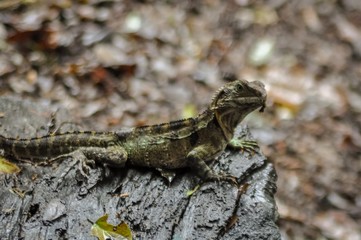 Reptile on a rock in Australia