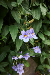 Thunbergia laurifolia