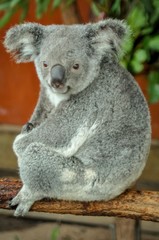 Koala posing for Photo, Australia