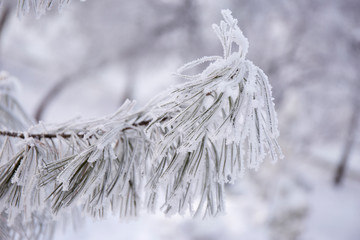 Snow-cowered fir branches. Winter blur background. Frost tree