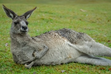 Naklejka na ściany i meble Kangaroo relaxing on the grass, Australia