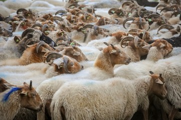 Hert of sheep moving to their shed. All facing same direction